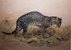 Maalattu Ocelot (Felis picta), n. 1850